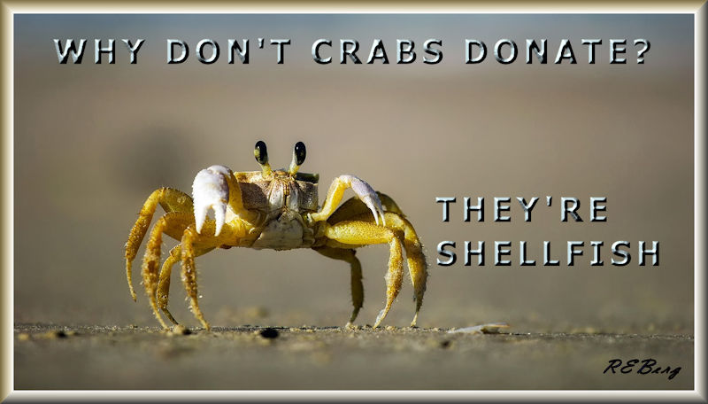 stingycrab