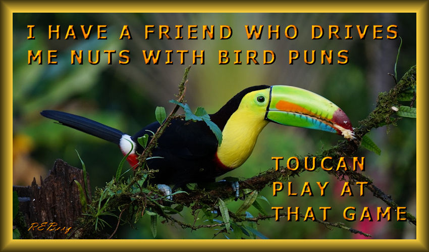 birdpuns