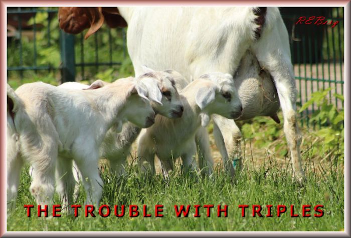 tribbletrouble