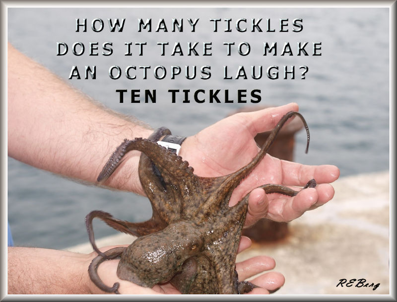 cephalopodic-excitation